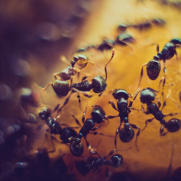 ant control