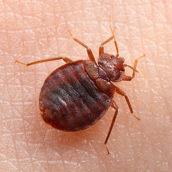 bed bug control