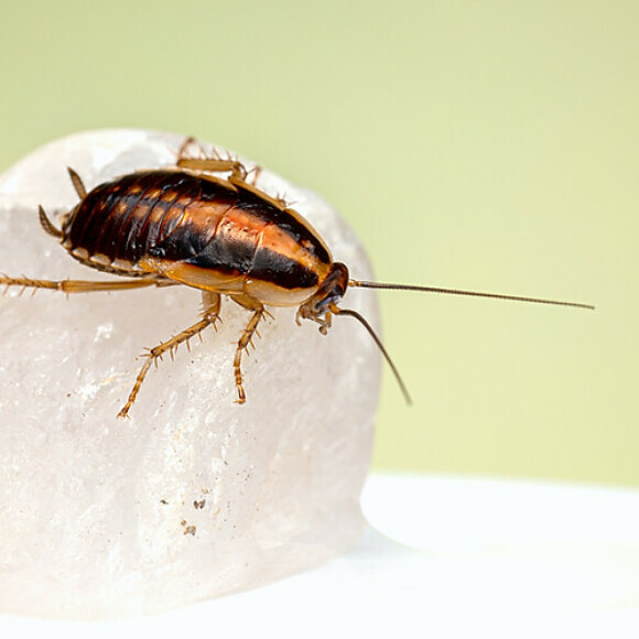 cockroach control