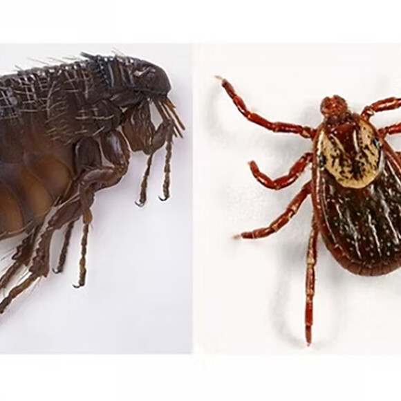 flea tick control
