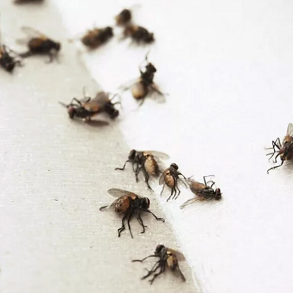 fly control