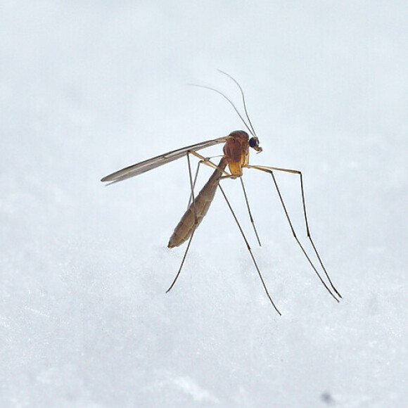 mosquito control