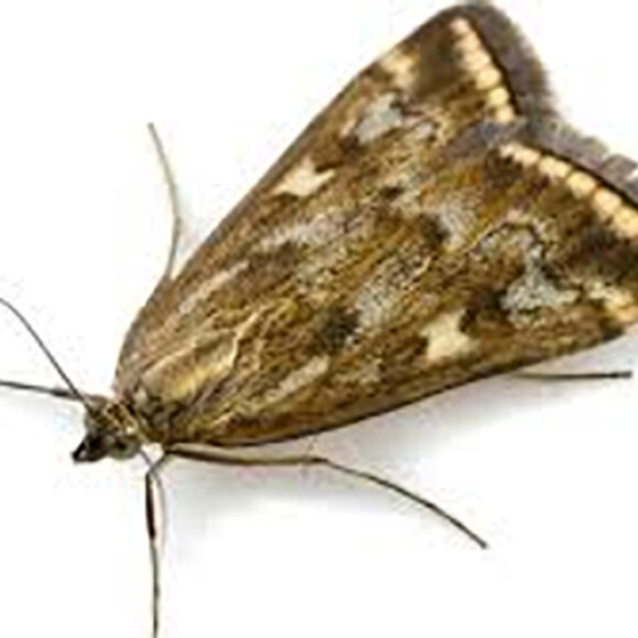 moth control
