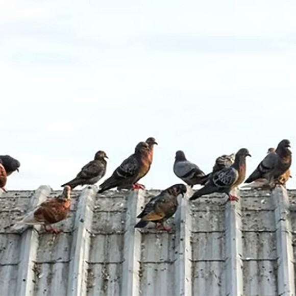 pigeons on roof