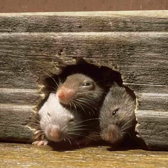 rodent control