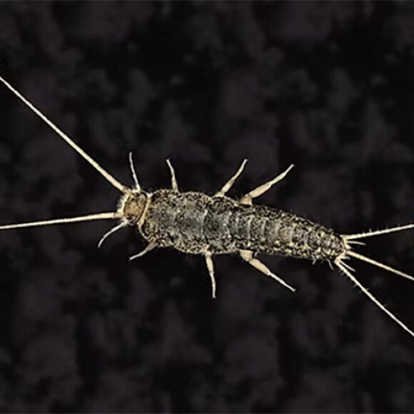 silverfish control