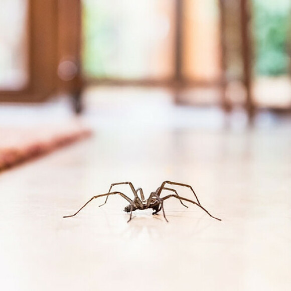 spider pest control