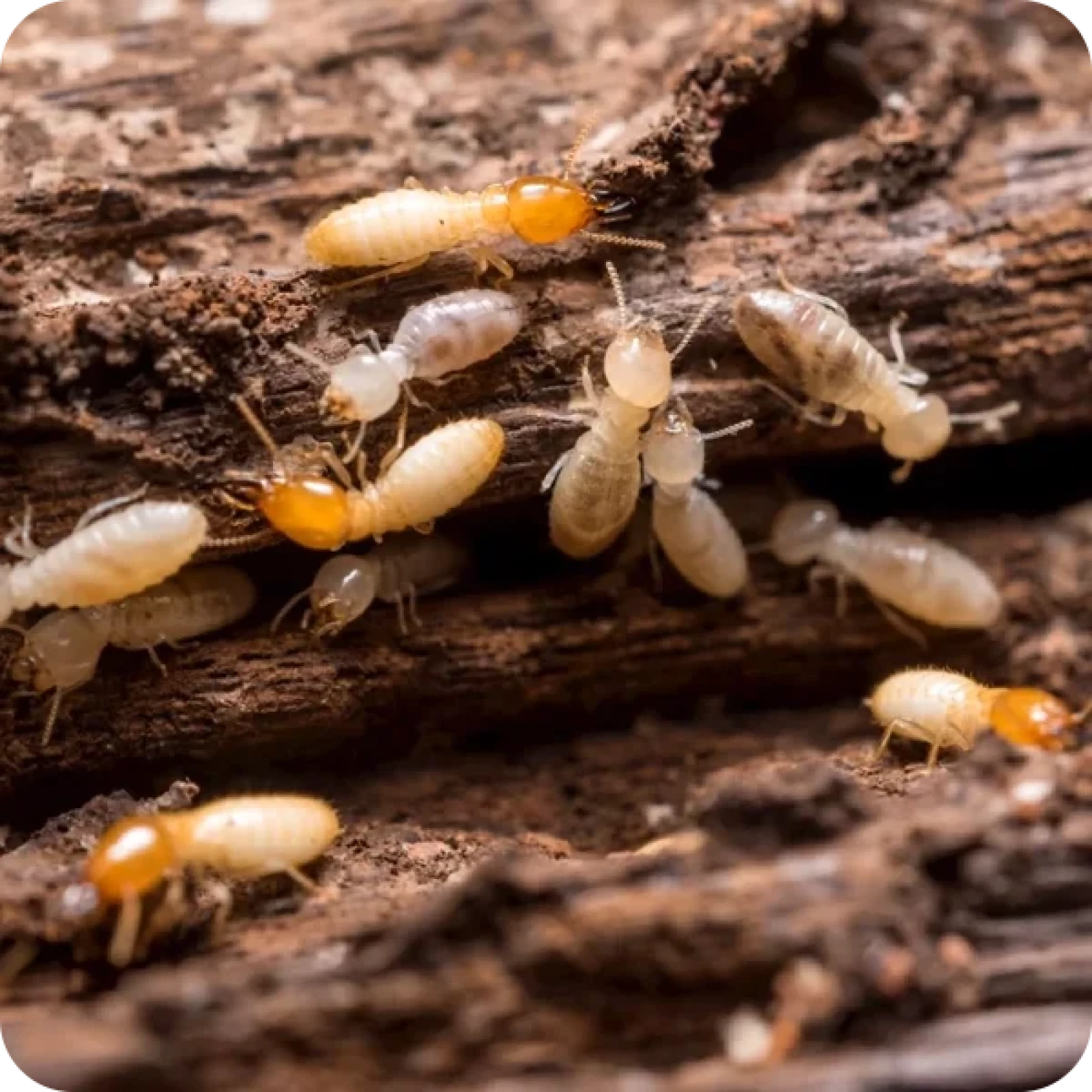 termites rotten log
