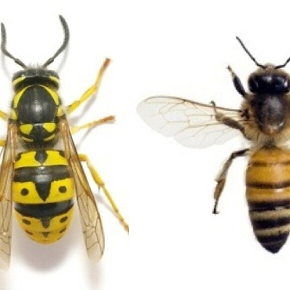 wasp bee control