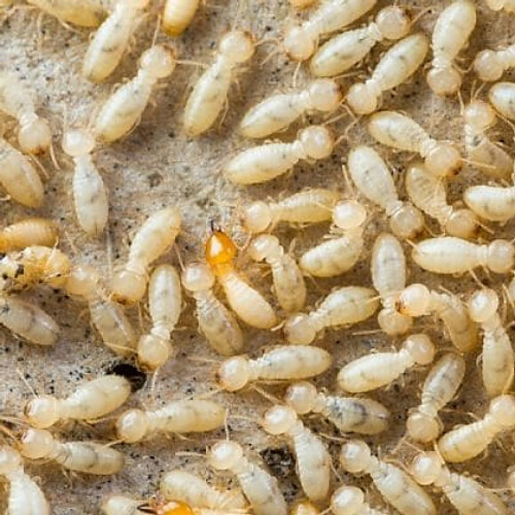 white ants